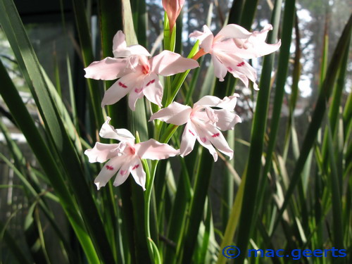 Gladiolus carneus